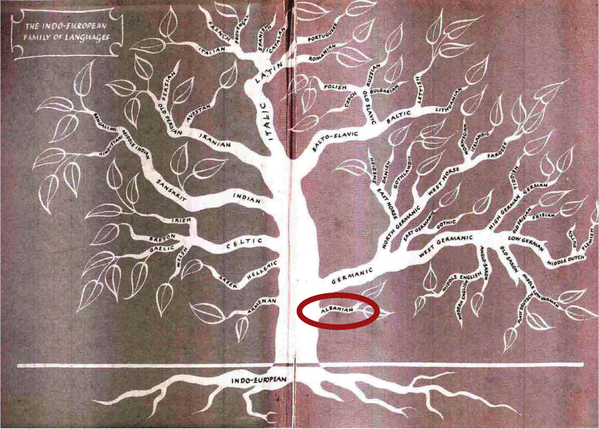 Language My Albanian Studies Language tree is somewhat simpliﬁed to show mm greater detail in the european side. my albanian studies