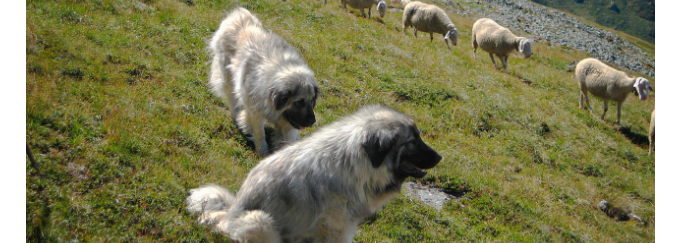 illyrian sheepdog